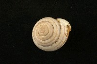 藏品(蘭嶼蝸牛)的圖片